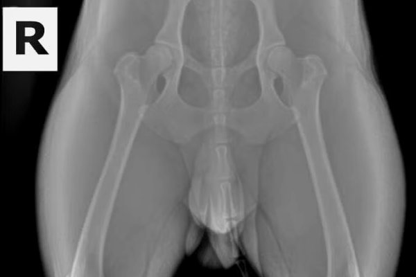 Good-OFA-Hips (1)