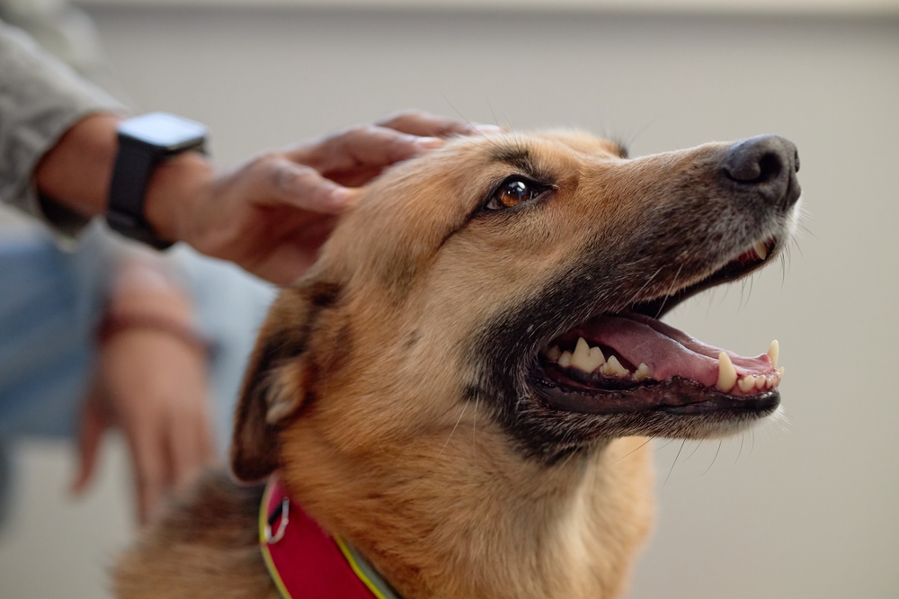 Portrait of happy mixed breed dog sitting indoors with mouth slightly open enjoying being petted by male owner